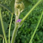 iPhoneUpload-5
