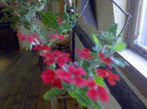 flowersdroid