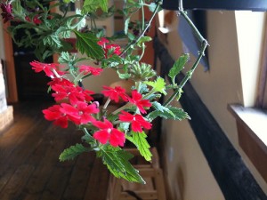 flowersiphone